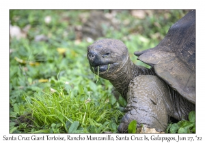 Santa Cruz Giant Tortoise