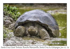 Santa Cruz Giant Tortoise