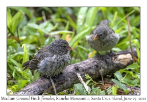 Medium Ground Finches