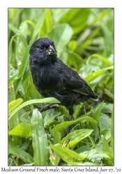 Medium Ground Finch male