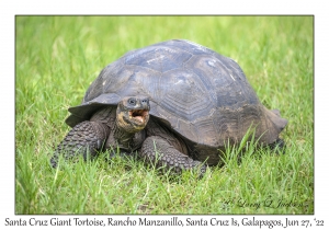 Santa Cruz Giant Tortoise