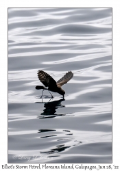 Elliot's Storm Petrel