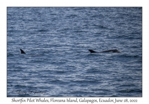 Shortfin Pilot Whales