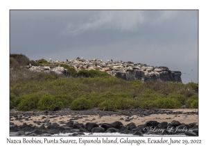 Nazca Boobies