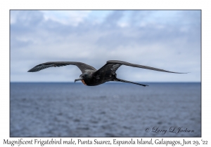 Magnificent Frigatebird male