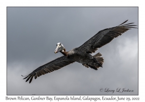 Brown Pelican