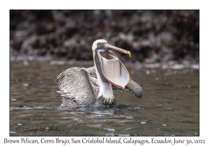 Brown Pelican