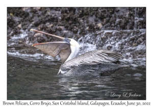 Brown Pelican