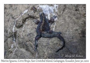 Marine Iguanas