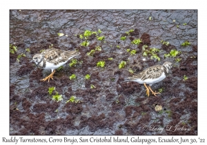 Ruddy Turnstones