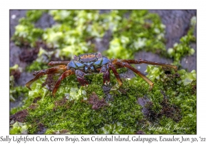 Sally Lightfoot Crab