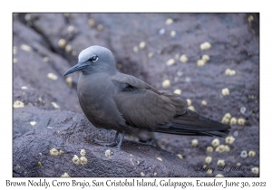 Brown Noddy