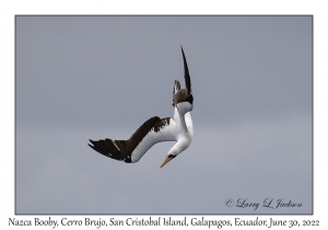 Nazca Booby