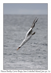 Nazca Booby