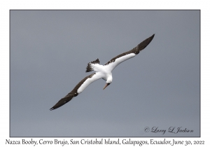 Nazca Booby