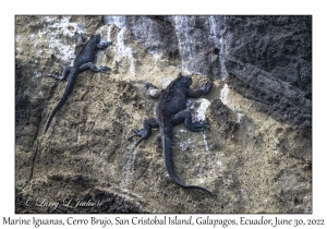 Marine Iguanas