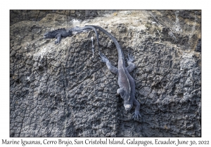 Marine Iguanas