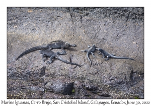 Marine Iguanas