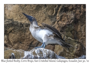 Blue-footed Booby