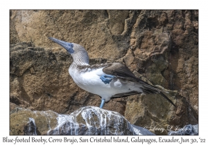 Blue-footed Booby