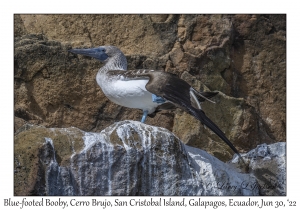 Blue-footed Booby