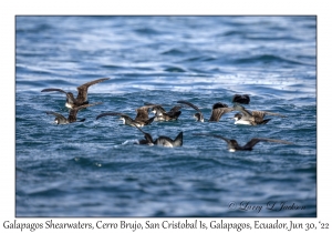 Galapagos Shearwaters