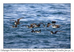 Galapagos Shearwaters