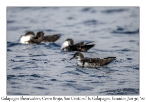 Galapagos Shearwaters