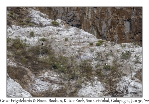 Great Frigatebirds & Nazca Boobies