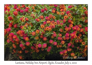 Lantana