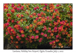 Lantana