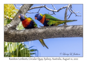 Rainbow Lorikeets