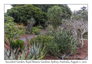 Succulent Garden