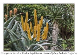 Aloe species