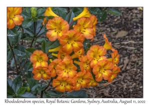 Rhododendron species