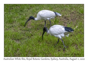 Australian White Ibis