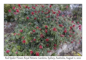 Red Spider Flower