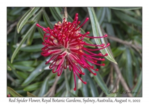 Red Spider Flower