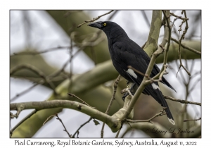 Pied Currawong