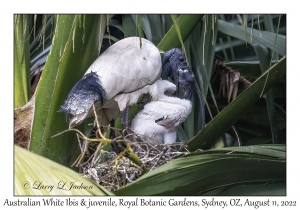 Australian White Ibis & juvenile