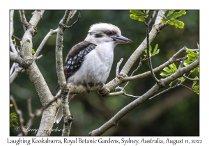 Laughing Kookaburra