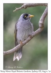 Noisy Miner