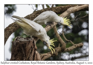 Sulphur-crested Cockatoos