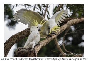 Sulphur-crested Cockatoos