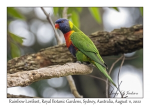 Rainbow Lorikeet