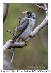 Noisy Miner