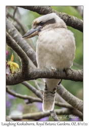 Laughing Kookaburra