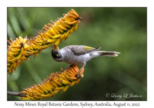 Noisy Miner