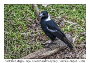 Australian Magpie