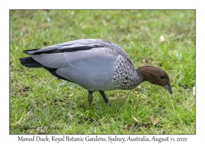 Maned Duck